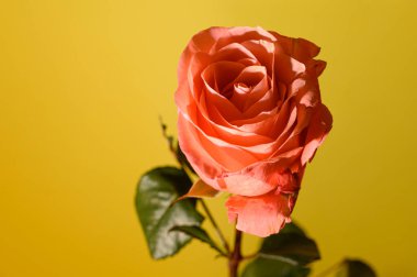 Hafif arka planda taze gül çiçeği, romantik konsept, yakın görüş  