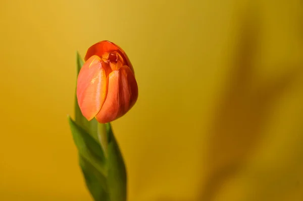 Frische Schöne Tulpenblume Auf Hellem Hintergrund Romantisches Konzept Nahsicht — Stockfoto