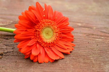 Ahşap arka planda Gerbera 'nın romantik kompozisyonu, yakın görüş, Sevgililer Günü konsepti 