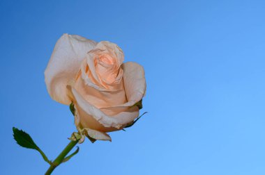 Gökyüzü arka planında güzel bir gül, yaz konsepti, yakın manzara  