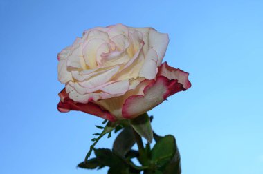 Gökyüzü arka planında güzel bir gül, yaz konsepti, yakın manzara  