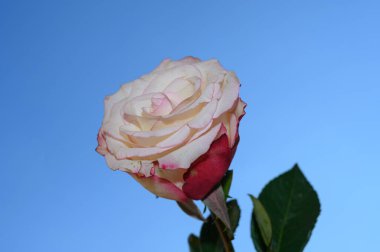 Gökyüzü arka planında güzel bir gül, yaz konsepti, yakın manzara  