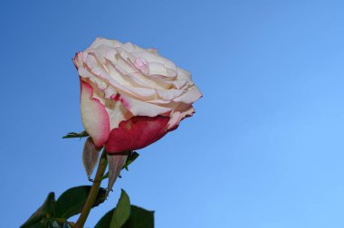 Gökyüzü arka planında güzel bir gül, yaz konsepti, yakın manzara  
