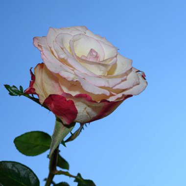 Gökyüzü arka planında güzel bir gül, yaz konsepti, yakın manzara  