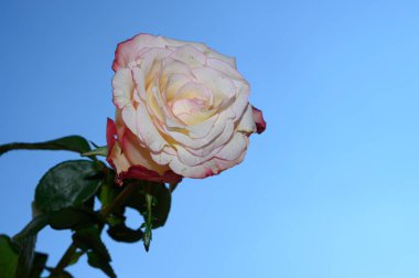 Gökyüzü arka planında güzel bir gül, yaz konsepti, yakın manzara  