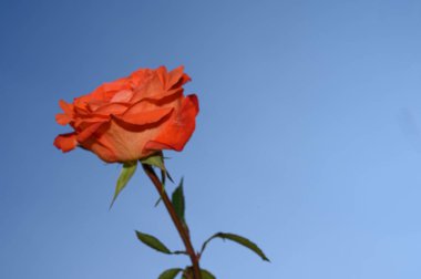 Gökyüzü arka planında güzel bir gül, yaz konsepti, yakın manzara  