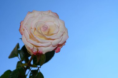 Gökyüzü arka planında güzel bir gül, yaz konsepti, yakın manzara  