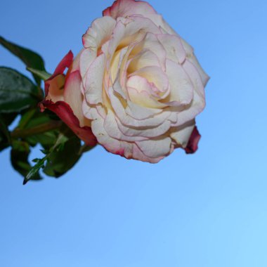 Gökyüzü arka planında güzel bir gül, yaz konsepti, yakın manzara  