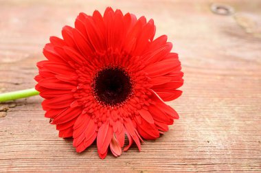 Ahşap arka planda Gerbera 'nın romantik kompozisyonu, yakın görüş, Sevgililer Günü konsepti 