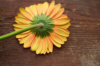 Ahşap arka planda Gerbera 'nın romantik kompozisyonu, yakın görüş, Sevgililer Günü konsepti 