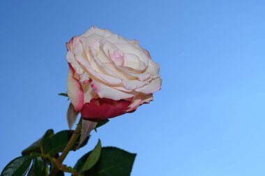 Gökyüzü arka planında güzel bir gül, yaz konsepti, yakın manzara  