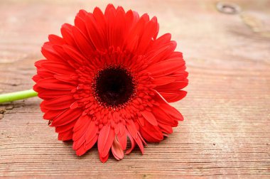 Ahşap arka planda Gerbera 'nın romantik kompozisyonu, yakın görüş, Sevgililer Günü konsepti 