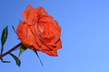 Gökyüzü arka planında güzel bir gül, yaz konsepti, yakın manzara  