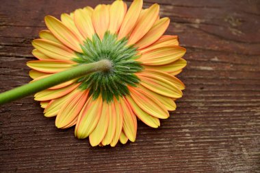 Ahşap arka planda Gerbera 'nın romantik kompozisyonu, yakın görüş, Sevgililer Günü konsepti 