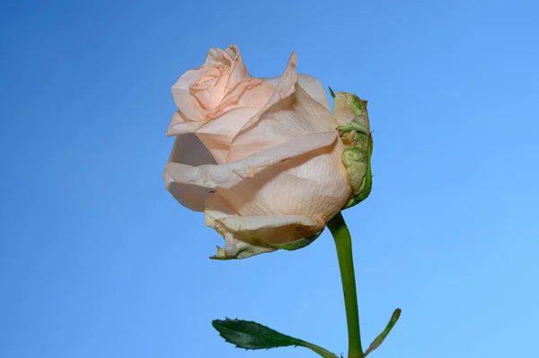 Beautiful Rose Flower Sky Background Summer Concept Close View — Stock Photo, Image