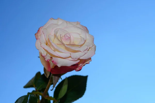 空を背景に美しいバラの花夏のコンセプト近景 — ストック写真