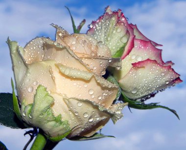 Gökyüzü arka planında güzel Gerbera çiçekleri, yaz konsepti, yakın manzara  