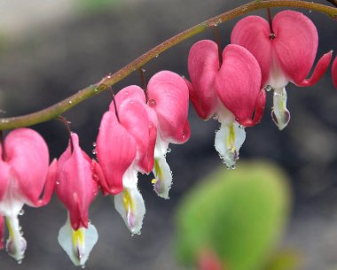 Güneşli yaz gününde bahçede yetişen güzel çiçekler. 