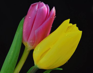 Güneşli yaz gününde bahçede yetişen güzel çiçekler. 