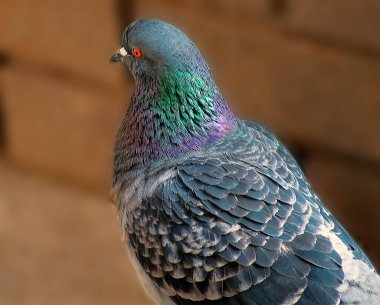 Güvercin kuşunun yakın çekim görüntüsü.