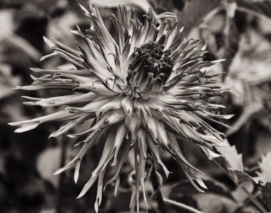 Baharda bahçede yetişen güzel çiçek. 