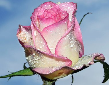 Gökyüzünde güzel bir çiçek, yaz konsepti, yakın manzara  