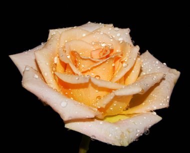 Su damlalı güzel gül çiçeği, yaz konsepti, yakın manzara  