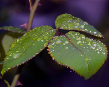 yeşil yapraklar ve çiğ damlaları