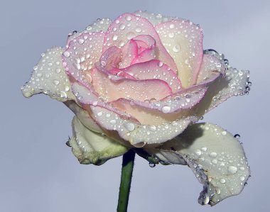 Gökyüzünde güzel bir çiçek, yaz konsepti, yakın manzara  