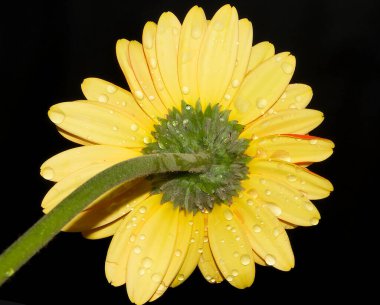 Koyu arkaplanda güzel bir çiçek, yaz konsepti, yakın görüş  