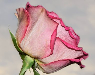 Güzel gül çiçeği, yaz konsepti, yakın manzara  