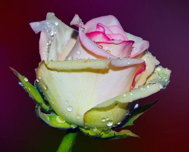 Su damlalı güzel gül çiçeği, yaz konsepti, yakın manzara  