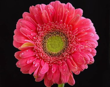 Koyu arkaplanda güzel bir çiçek, yaz konsepti, yakın görüş  