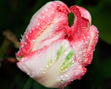 Koyu arkaplanda güzel bir çiçek, yaz konsepti, yakın görüş  