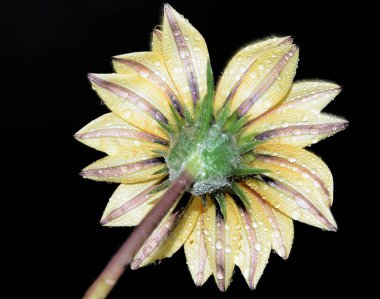 Koyu arkaplanda güzel bir çiçek, yaz konsepti, yakın görüş  