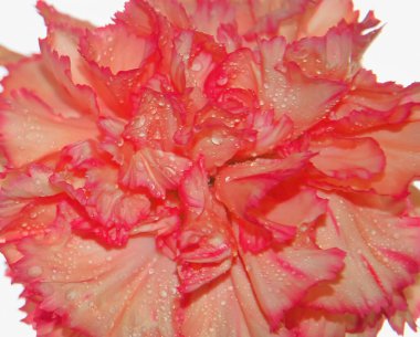 Gökyüzünde güzel bir çiçek, yaz konsepti, yakın manzara  