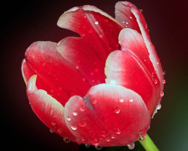 Koyu arkaplanda güzel bir çiçek, yaz konsepti, yakın görüş  