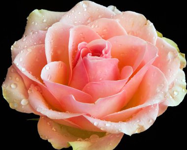 Koyu arkaplanda güzel bir çiçek, yaz konsepti, yakın görüş  