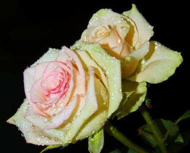 Koyu arkaplanda güzel çiçekler, yaz konsepti, yakın manzara  