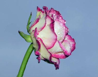 Gökyüzünde güzel bir çiçek, yaz konsepti, yakın manzara  