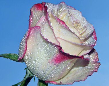 Gökyüzünde güzel bir çiçek, yaz konsepti, yakın manzara  