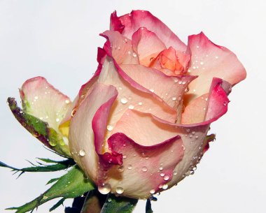 Su damlalı güzel gül çiçeği, yaz konsepti, yakın manzara  