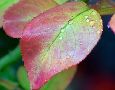 Çiyin damlalarıyla dolu bahar yaprakları
