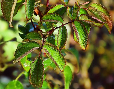 yeşil yapraklar ve çiğ damlaları