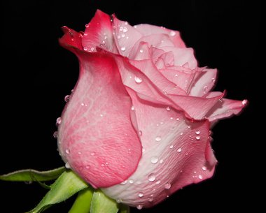 Koyu arkaplanda güzel bir çiçek, yaz konsepti, yakın görüş  