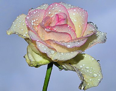 Gökyüzünde güzel bir çiçek, yaz konsepti, yakın manzara  