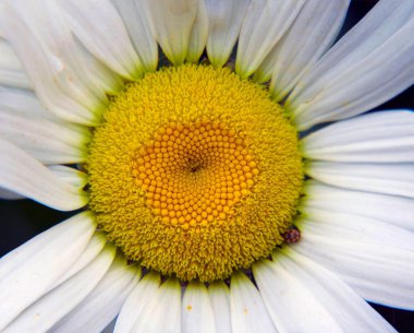 Güneşli yaz gününde bahçede büyüyen güzel bir çiçek. 