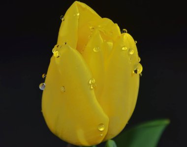 Koyu arkaplanda güzel bir çiçek, yaz konsepti, yakın görüş  