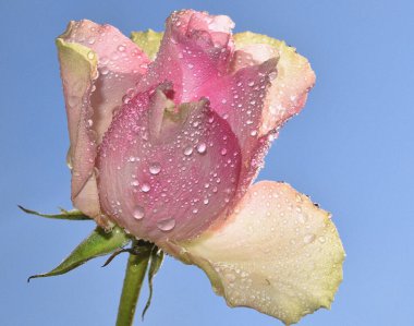 Su damlalı güzel gül çiçeği, yaz konsepti, yakın manzara  