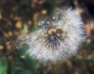 güzel beyaz pofuduk karahindiba çiçeği koyu arkaplanda, yaz konsepti, yakın görüş  